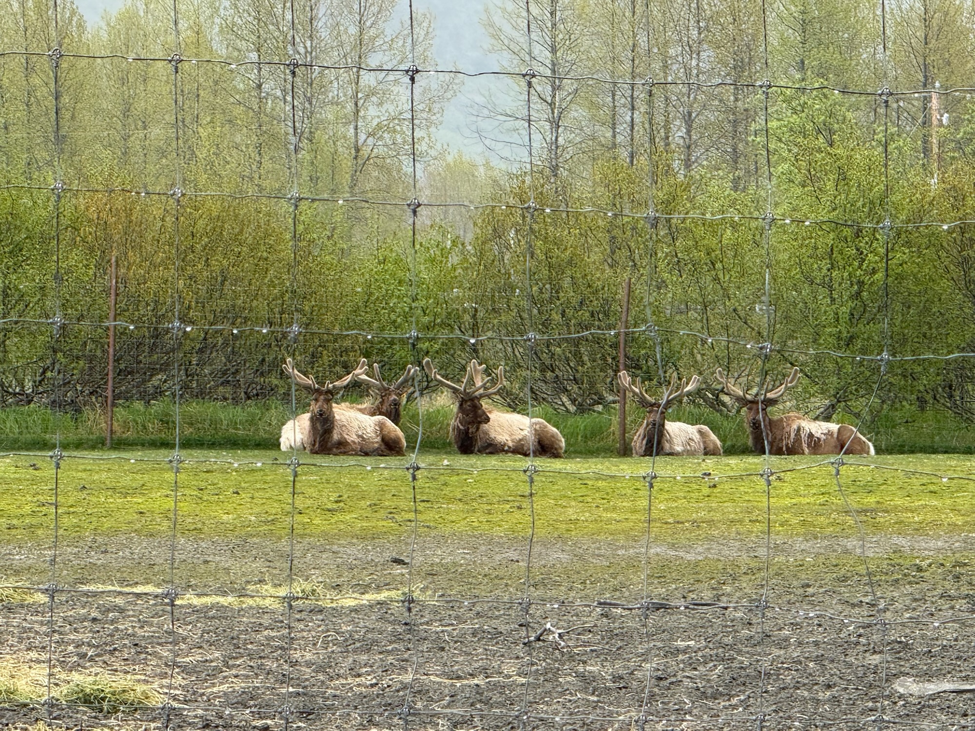 2025阿拉斯加公路旅行Day 6